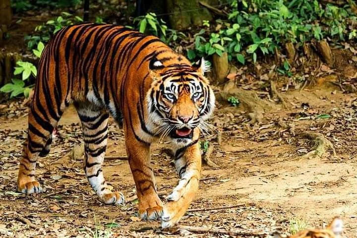 Kisah Butet, Pencari Damar Bertahan Hidup Diserang Tiga Harimau